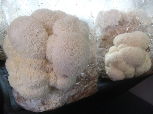 cultivated Lion's mane mushroom fruiting 