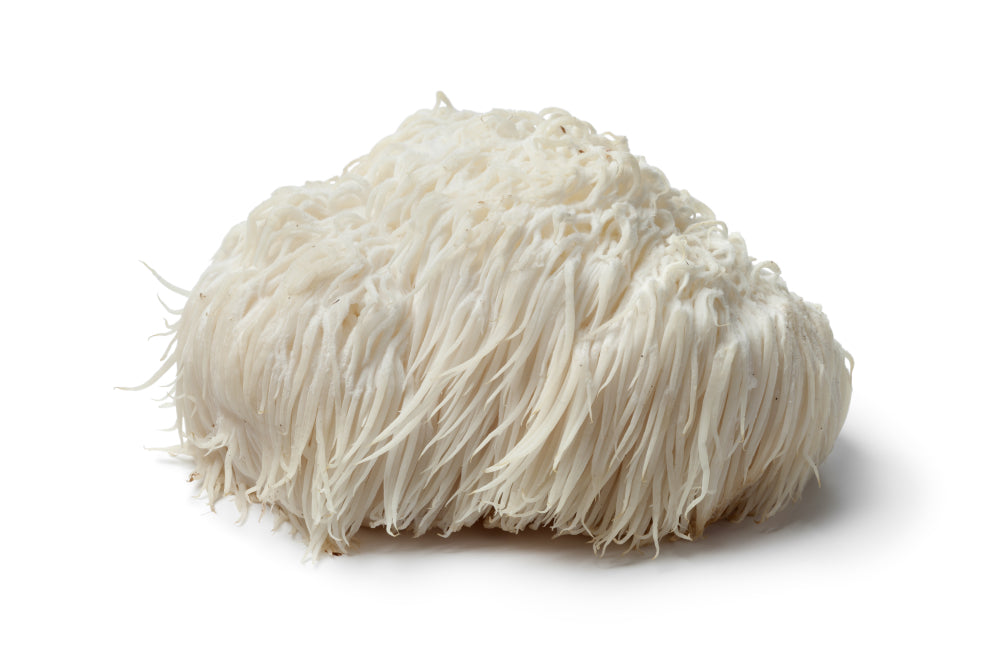 lion's mane mushroom stand alone 