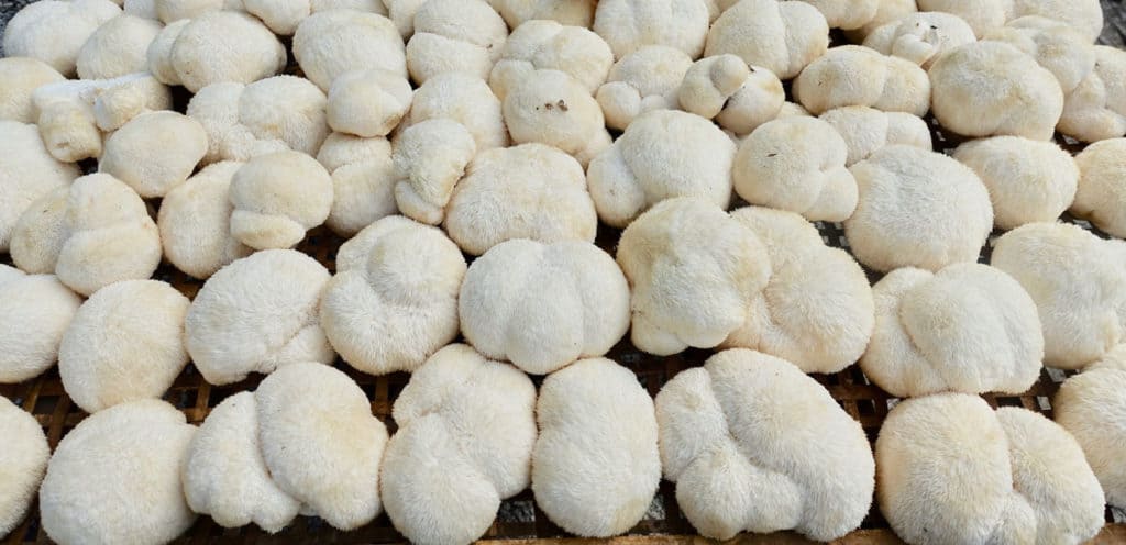 lion's mane mushrooms crop