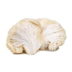 Lion's Mane Mushroom